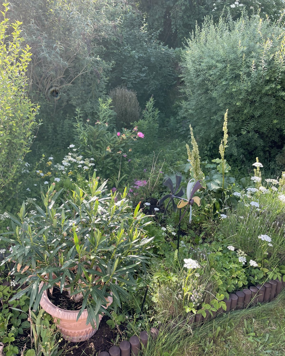 Verwilderter Gartenbereich vor der Aufarbeitung