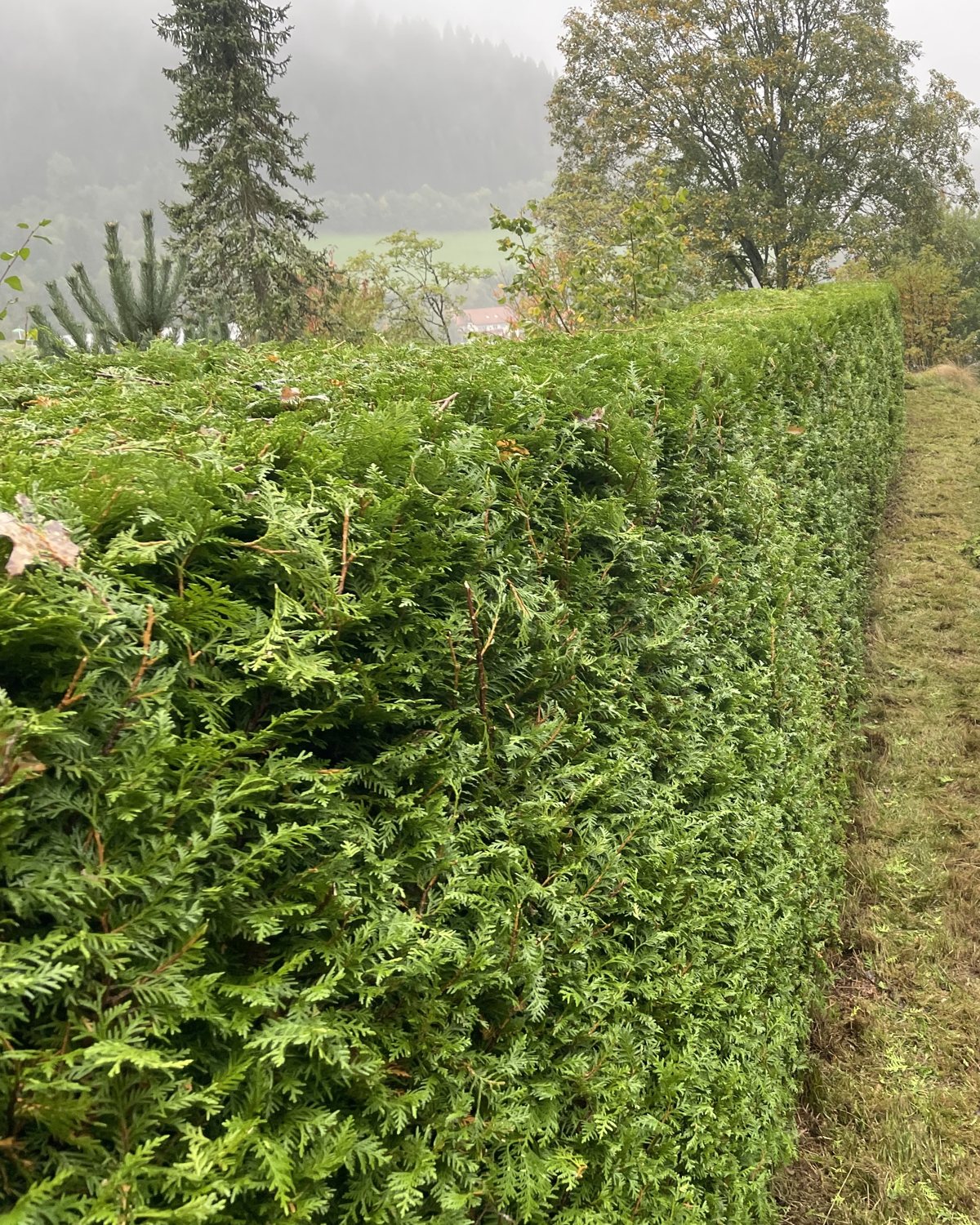 Heckenschnitt nachher: gleichmäßig geschnittene Hecke mit freiem Randstreifen