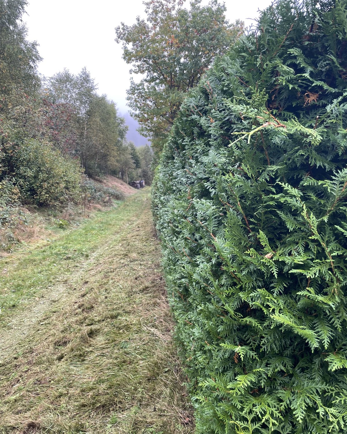 Heckenschnitt vorher: ausgewachsene Thuja-Hecke vor dem Rückschnitt
